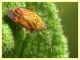 Pachyxyphus lineellus su Cistus - (10).JPG