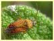 Pachyxyphus lineellus su Cistus - (34).JPG