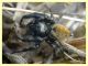 Carrhotus xanthogramma maschio - (31).JPG