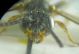Nomada0003 A.JPG