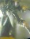 Nomada0007 AB.JPG
