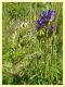 Dictyla nassata su Echium sp (34).JPG