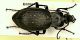 Orinocarabus hortensis.JPG