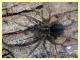 prob. Agelenidae sotto corteccia di Pino - (6).JPG