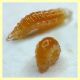 Aphidoletes aphidimyza 2 mm. con afidi su Euphorbia peplus - (3).JPG