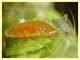 Aphidoletes aphidimyza 2 mm. con afidi su Euphorbia peplus - (8).JPG