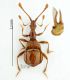 Pselaphostomus ganglbaueri_Brcuncu Spina.jpg