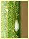 Agaphantia sp. su Andryala sp. - Asteraceae (6).JPG