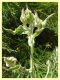 Agaphantia sp. su Andryala sp. - Asteraceae (8).JPG
