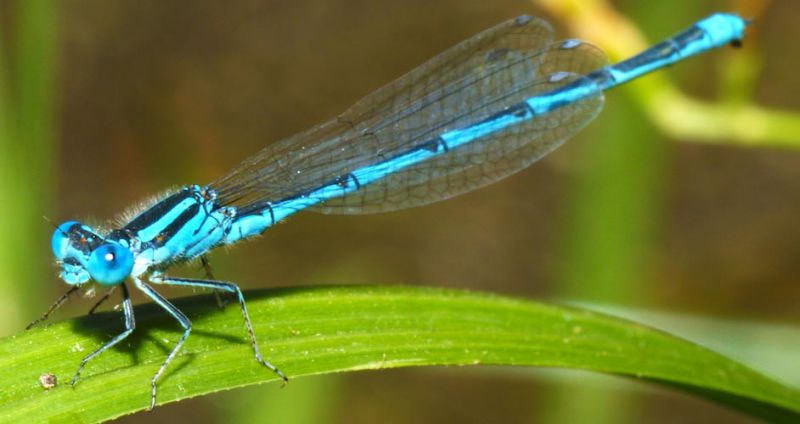 Erythromma-lindenii,--LAGO-DI-BRACCIANO.jpg