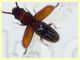 prob Cryptolestes juniperi 2 mm. - (124).JPG