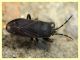 prob. Megalonotus dilatatus - (2).JPG