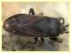 prob. Megalonotus dilatatus - (3).JPG