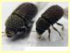 Hypoborus ficus circa 1,3 mm. -  27.5.2025 - (72).JPG