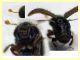 Hypoborus ficus circa 1,3 mm. -  27.5.2025 - (23).JPG