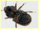 Hypoborus ficus circa 1,3 mm. -  27.5.2025 - (84).JPG