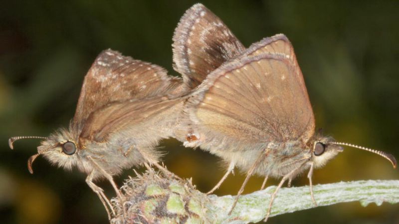 Hesperiidae,-SLOVENIA.jpg