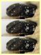 Scobicia sp. quasi 4 mm. - 1.6.2025 - (6).JPG
