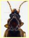 Trechus sp. circa 3,8 mm. - 11.6.2025 trappola aceto (1).JPG