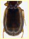 Trechus sp. circa 3,8 mm. - 11.6.2025 trappola aceto (2).JPG