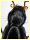 Quedius molochinus - 11 mm. - trappola aceto - 11.6.2025 - (5).JPG