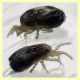 Ornithonyssus sp. su Passer sp. - dai 0,5 ai 0,7 mm. -  (3).JPG