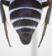 Aglaoapis tridentata 05 FEI.jpg