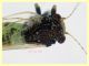 Cacopsylla pulchella - 10.6.2025 - (23).JPG