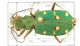 Cicindela_campestrisIMG_0763_C00468.JPG