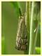 Chrysocrambus craterella - (9).JPG