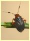 Capsus ater forma semiflava - (3).JPG