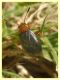 Capsus ater forma semiflava - (12).JPG