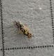 P1070122-Ridim.JPG