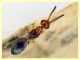 Cerocephala eccoptogastri 2 mm. - 20.6.2025 - (64).JPG