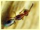 Cerocephala eccoptogastri 2 mm. - 20.6.2025 - (65).JPG