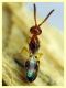 Cerocephala eccoptogastri 2 mm. - 20.6.2025 - (101).JPG