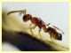 Cerocephala eccoptogastri 2 mm. - 20.6.2025 - (83).JPG