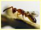 Cerocephala eccoptogastri 2 mm. - 20.6.2025 - (95).JPG