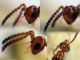 Cerocephala eccoptogastri 2 mm. - 20.6.2025 - (99).JPG