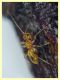 prob. Braconidae - 1 mm. - 24.6.2025 - (94).JPG