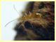 prob. Braconidae - 1 mm. - 24.6.2025 - (18).JPG