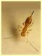 prob. Braconidae - 1 mm. - 24.6.2025 - (139).JPG