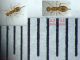 prob. Braconidae - 1 mm. - 24.6.2025 - (35).JPG