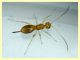 prob. Braconidae - 1 mm. - 24.6.2025 - (3).JPG