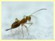 prob. Braconidae - 1 mm. - 24.6.2025 - (46).JPG