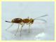 prob. Braconidae - 1 mm. - 24.6.2025 - (56).JPG