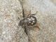 Exomala (Neoblitopertha) succincta (Laporte de Castelnau, 1840) (3).JPG
