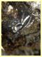 Pseudicius sp. - 10.6.2025 - (9).JPG