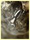 Pseudicius sp. - 10.6.2025 - (12).JPG