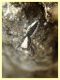 Pseudicius sp. - 10.6.2025 - (13).JPG